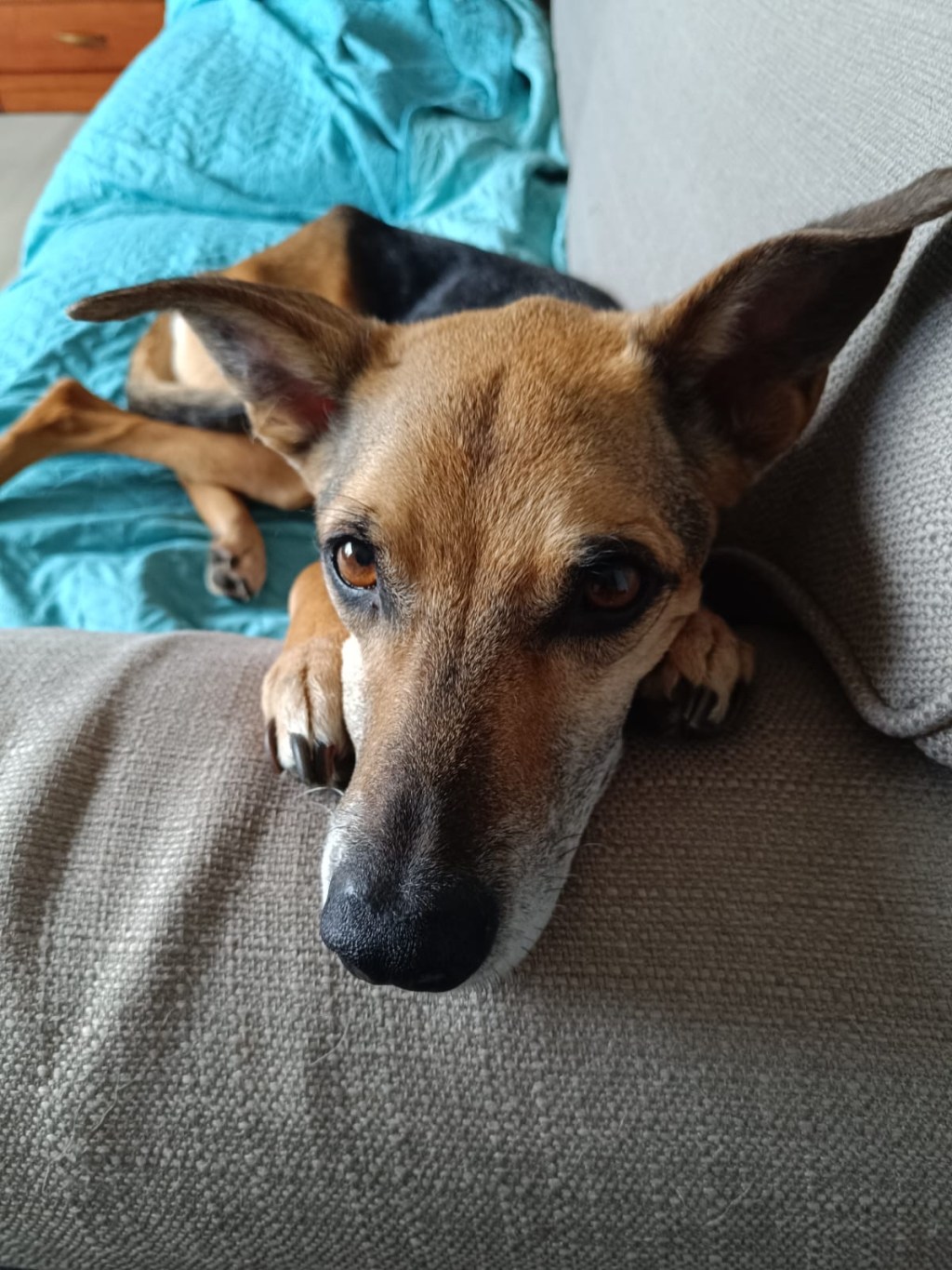 MILANO, È MARTA LA CAGNOLINA CHE HA SALVATO IL NEONATO ABBANDONATO: HA 14 ANNI ED ERA UNA RANDAGIA ADOTTATA. LA SUA PADRONA: «SENZA DI LEI SAREBBE&nbsp;MORTO»